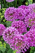 ALLIUM HOLLANDICUM PURPLE SENSATION