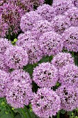 ALLIUM GLADIATOR