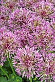 ALLIUM PURPLE RAIN