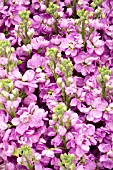 MATTHIOLA INCANA FIGARO LAVENDER