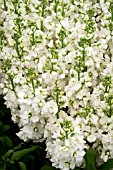 MATTHIOLA INCANA ADA WHITE