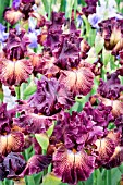 IRIS DRAMA QUEEN