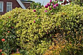 TRACHELOSPERMUM JASMINOIDES VARIEGATA AGM - COLOUR CHANGE IN SPRING FROM PINK TO CREAM