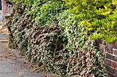 COTONEASTER INSOLITUS IN MAY WITH LAST YEARS BERRIES AND NEW FLOWERS