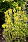 CEPHALOTAXUS HARRINGTONIA KOREAN GOLD