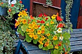 CONTAINER OF HARDY ANNUAL NASTURTIUM MAJUS