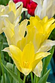 TULIPA ‘MOONLIGHT GIRL’