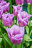 TULIPA ‘MAGIC LAVENDER’