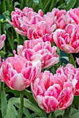 TULIPA ‘FOXTROT’