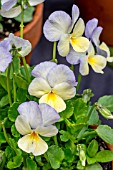 VIOLA PERRENIS ‘CHARLOTTE’