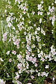 DIASCIA INTEGERRIMA AGM