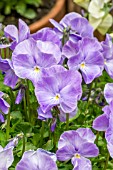 VIOLA PERENNIS ‘LADY LINDA’