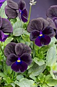 VIOLA PERENNIS ‘PRUNELLA’