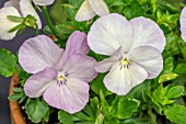 VIOLA PERENNIS ‘CHAMPAGNE’