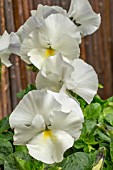 VIOLA PERENNIS ‘ALBATROSS’