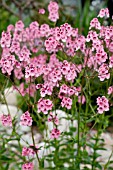 DIASCIA PERSONATA