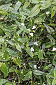 TRADESCANTIA ‘BRIDEL VEIL’