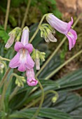 PRIMULINA ‘CANDY’