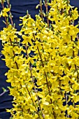 FORSYTHIA ‘WEEK END’