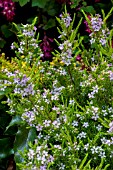 DIOSMA ERICOIDES ‘SUNSET GOLD’