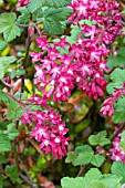 RIBES SANGUINEUM ‘KING EDWARD VII’