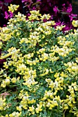 CORONILLA VALENTINA SUBSP. GLAUCA ‘CITRINA’ AGM