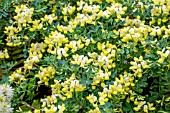 CORONILLA VALENTINA SUBSP. GLAUCA ‘CITRINA’ AGM