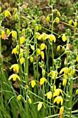 ALBUCA SHAWII