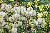 FOTHERGILLA MAJOR AGM