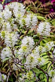 FOTHERGILLA MAJOR AGM