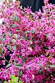 LOROPETALUM CHINENSIS ‘FIREDANCE’