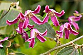 CLEMATIS ETOILE ROSE