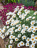 LEUCANTHEMUM HOSEMARIENSE