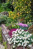 LEUCANTHEMUM HOSEMARIENSE ON RAISED ALPINE BED