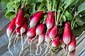 RADISH FRENCH BREAKFAST 3