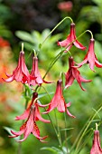 LILIUM CANADENSIS RED FORM