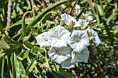 CONVOLVULUS FLORIDUS