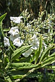 CONVOLVULUS FLORIDUS