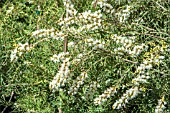 MELALEUCA LINARIIFOLIA