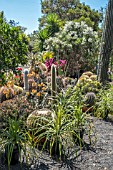 CACTI GARDEN FUERTEVENTURA