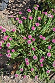 PIMELEA FERRUGINEA