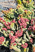 EUPHORBIA LACTEA & EUPHORBIA LACTEA CRISTATA