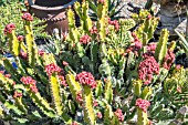 EUPHORBIA LACTEA & EUPHORBIA LACTEA CRISTATA