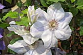 CLEMATIS JULIANE’ TM BOULEVARD