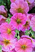 PETUNIA BEAUTICAL SUNRAY PINK