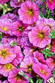 PETUNIA BEAUTICAL SUNRAY PINK