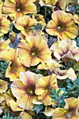 PETUNIA BEAUTICAL  CARAMEL YELLOW