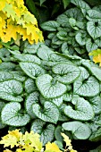 BRUNNERA MACROPHYLLA JACK FROST