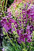 VERBASCUM PLUM SMOKEY