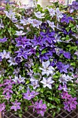 CLEMATIS MIXED